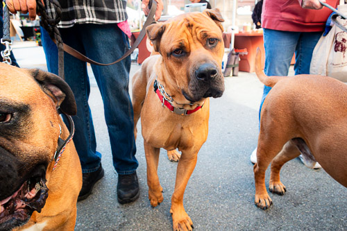 Farmers Market  |  Troy, NY - Oct 2025